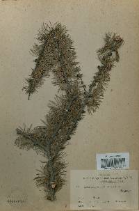 Larix kaempferi image