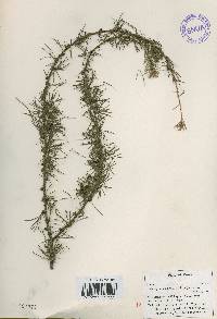 Larix kaempferi image