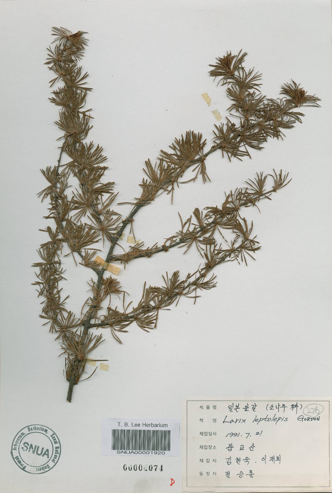 Larix kaempferi image