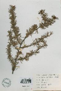 Larix kaempferi image