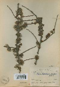 Image of Larix kaempferi