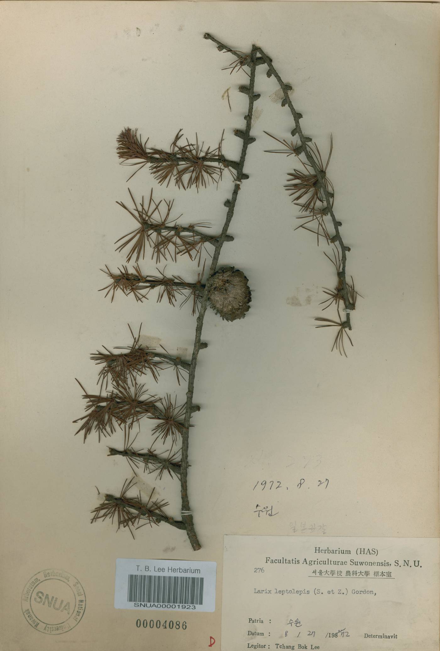 Larix kaempferi image