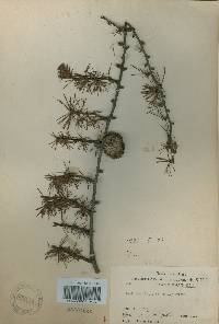 Larix kaempferi image