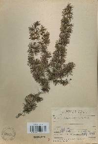 Larix kaempferi image