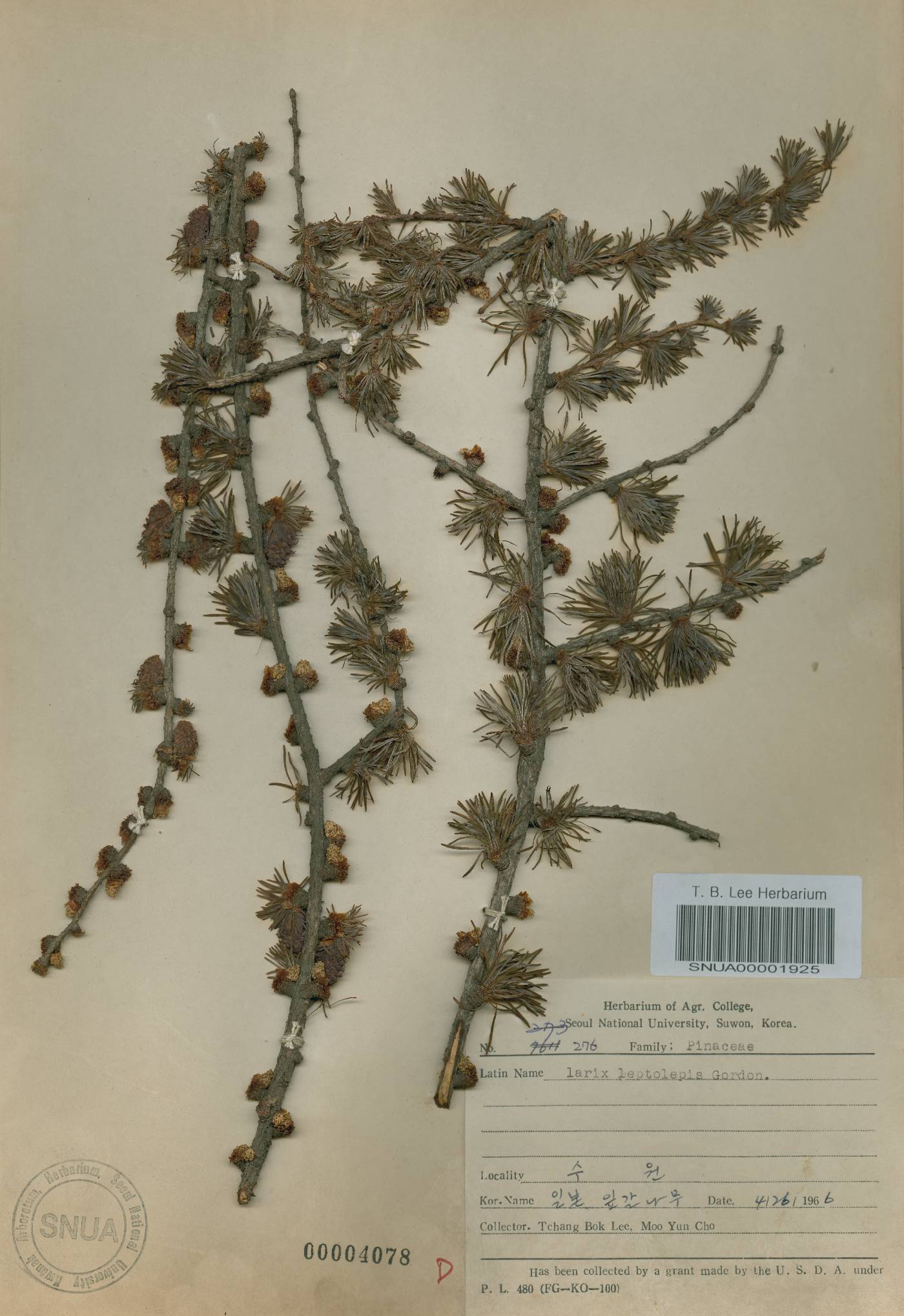 Larix kaempferi image