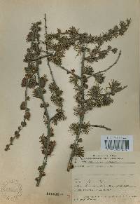 Larix kaempferi image