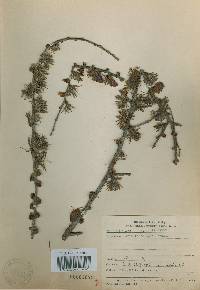 Larix kaempferi image