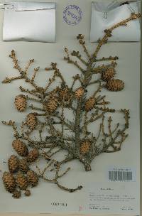 Picea jezoensis image