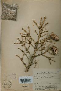 Picea jezoensis image