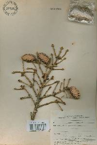 Picea jezoensis image