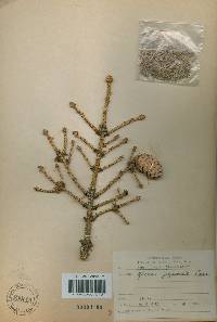 Picea jezoensis image