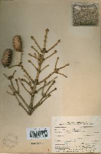 Picea jezoensis image