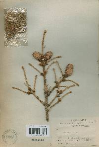 Picea jezoensis image