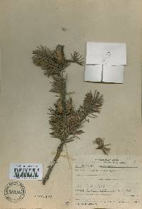 Pinus banksiana image