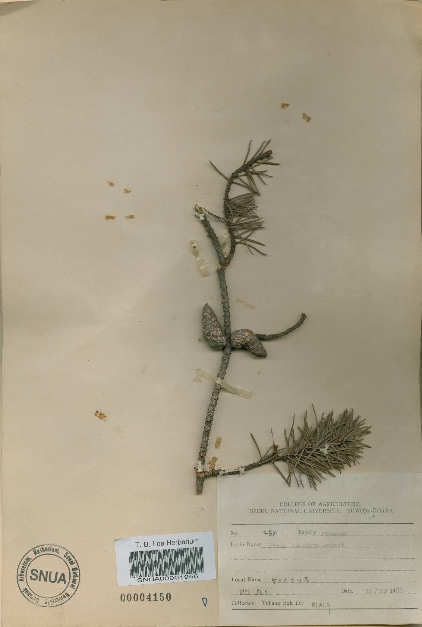 Pinus banksiana image