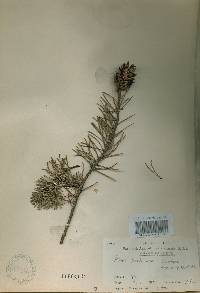 Pinus banksiana image