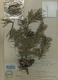 Pinus banksiana image