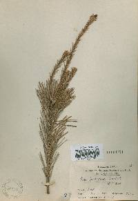 Pinus banksiana image