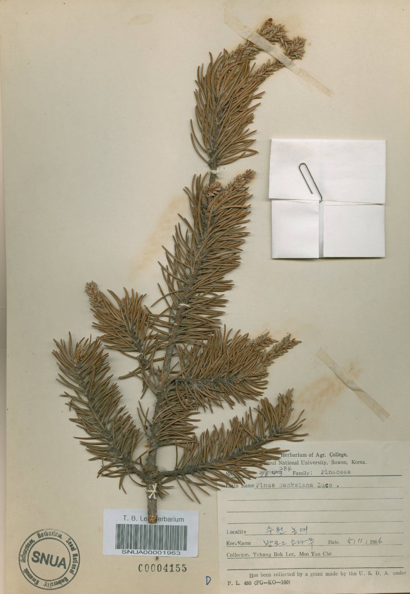 Pinus banksiana image