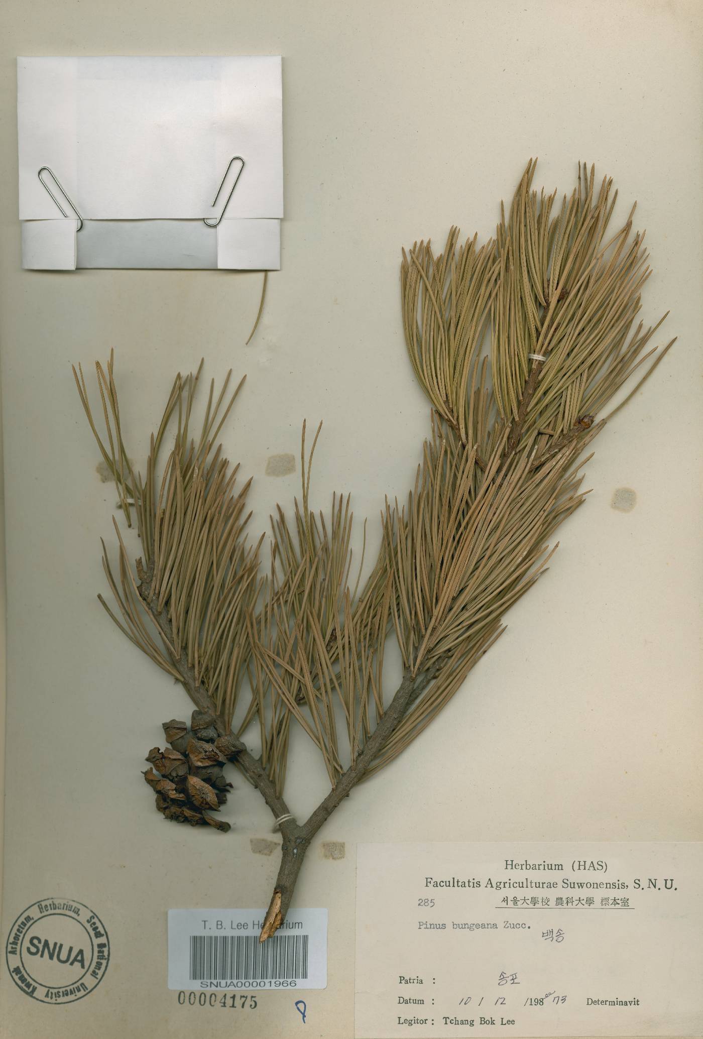 Pinus bungeana image