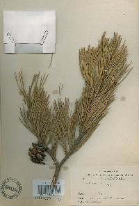 Pinus bungeana image