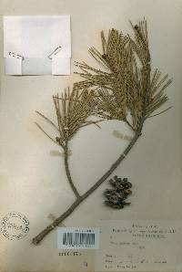 Pinus bungeana image