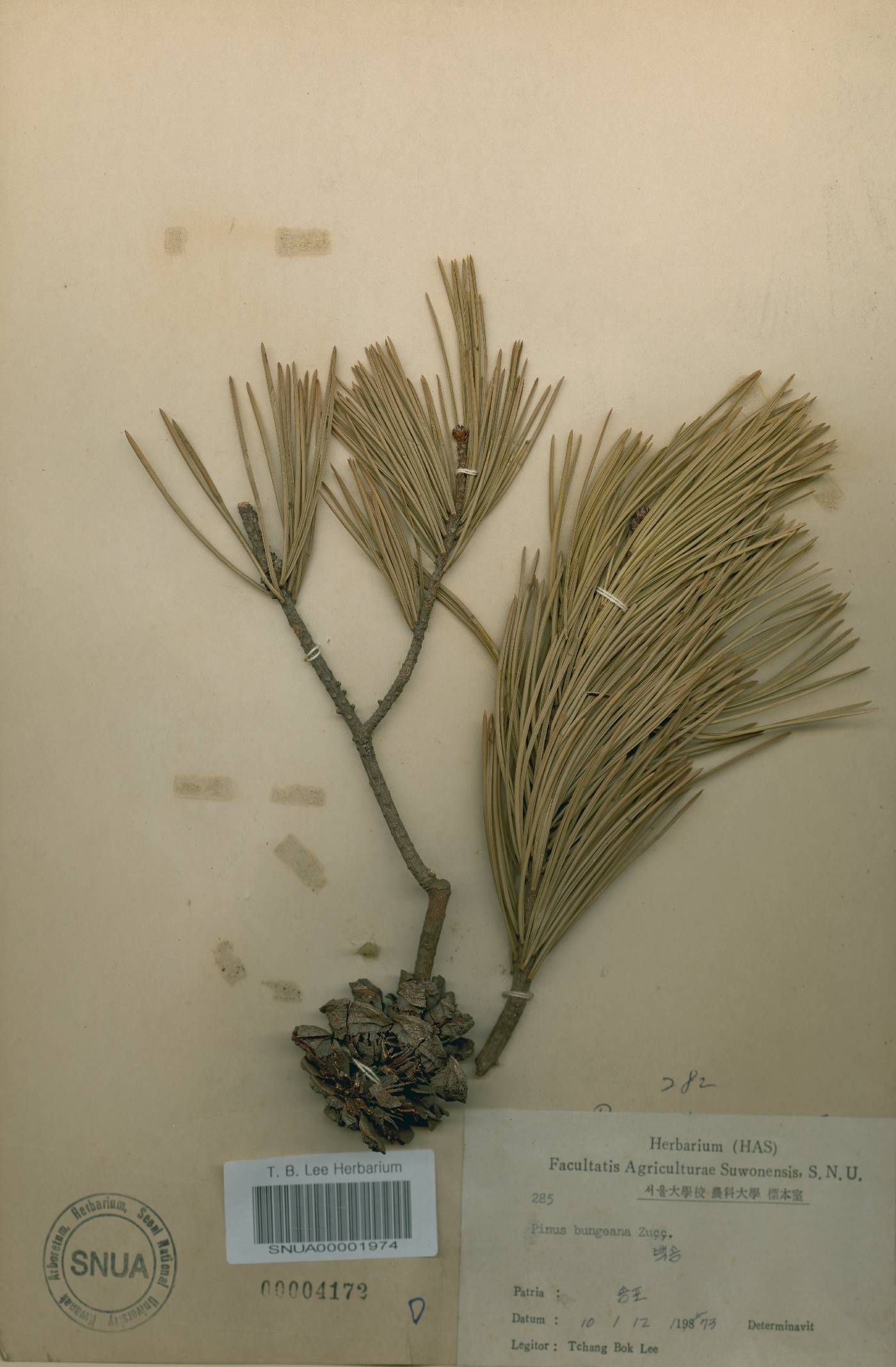 Pinus bungeana image