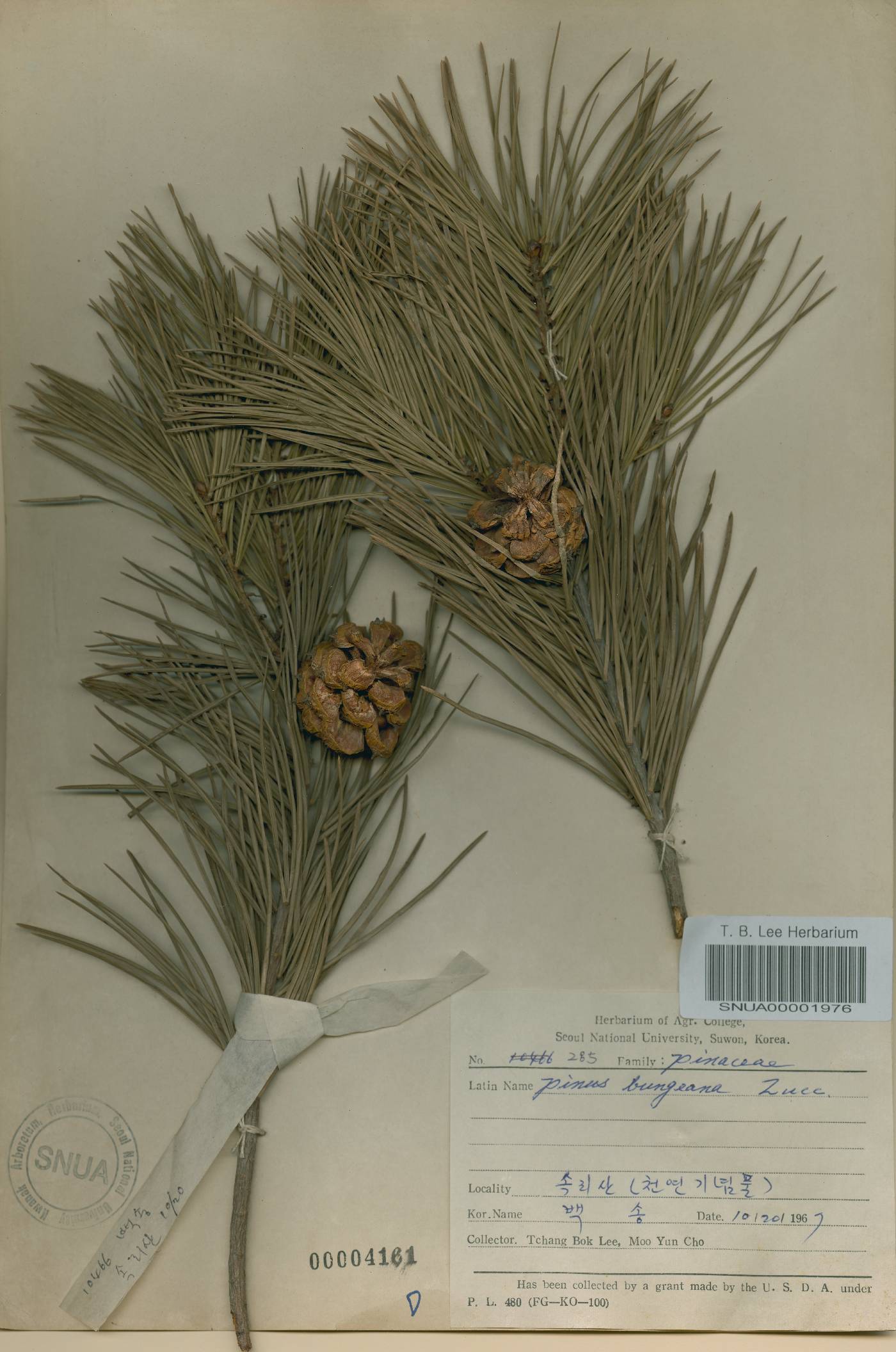 Pinus bungeana image