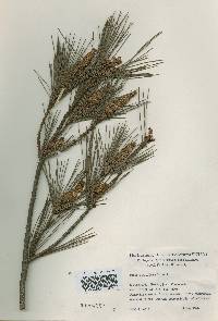 Pinus densiflora image