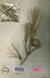 Pinus densiflora image