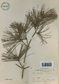 Pinus densiflora image