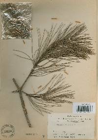 Pinus densiflora image