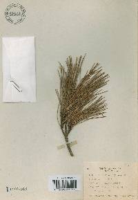 Pinus densiflora image