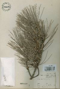 Pinus densiflora image