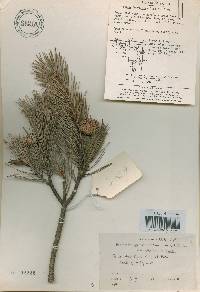 Pinus densiflora image