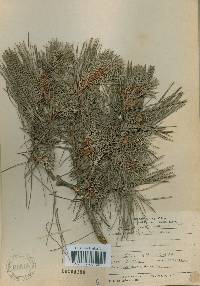 Pinus densiflora image