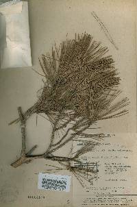 Pinus densiflora image