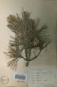 Pinus densiflora image