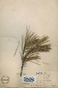 Pinus densiflora image