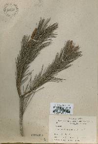 Pinus densiflora image