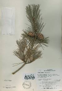 Pinus densiflora image