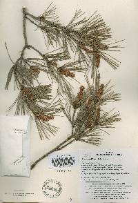 Pinus densiflora image