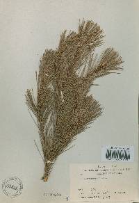 Pinus densiflora image