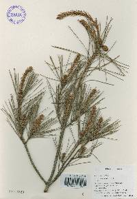 Pinus densiflora image