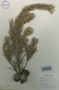 Pinus densiflora image