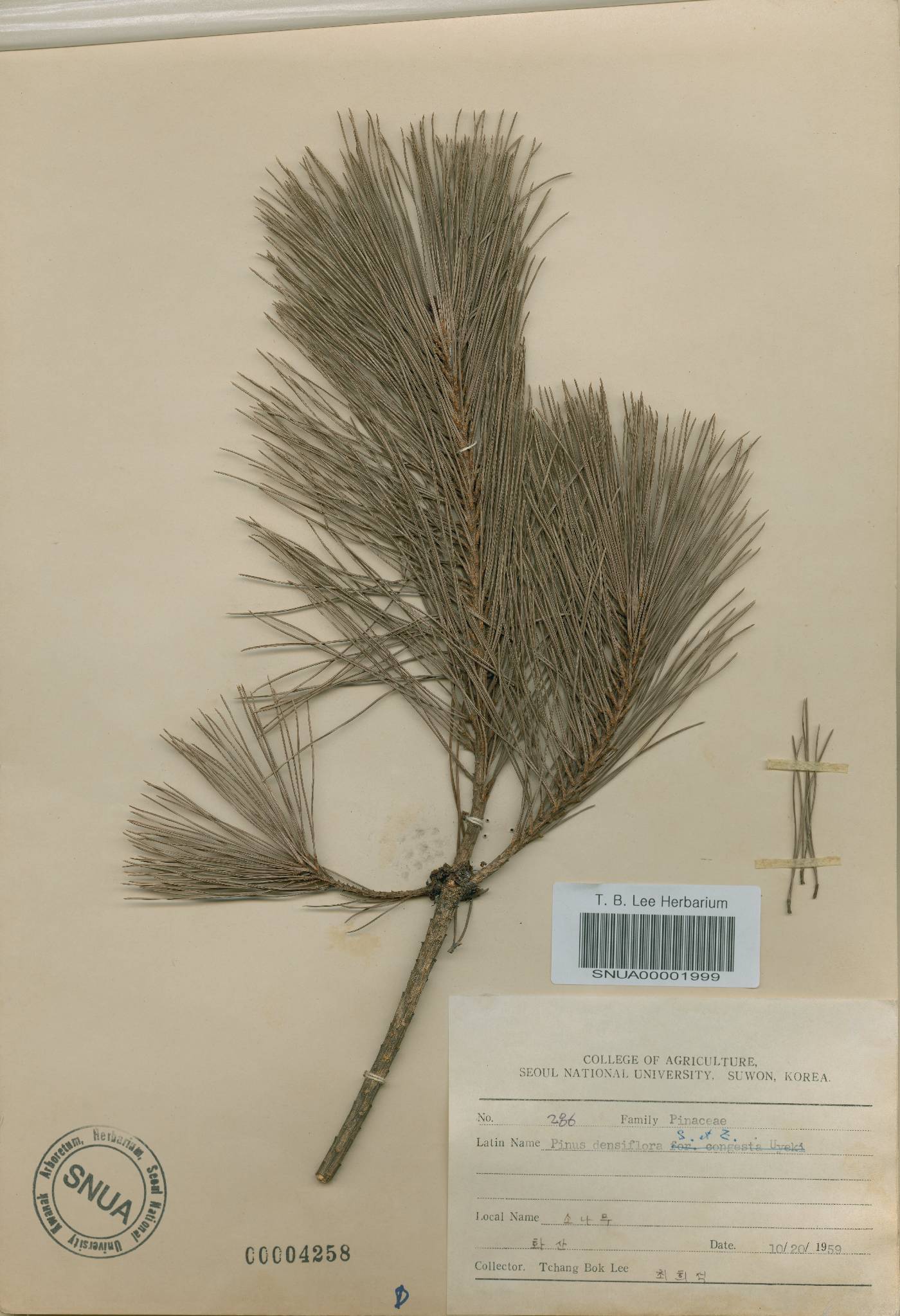 Pinus densiflora image