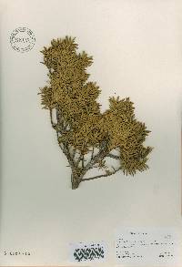 Taxus cuspidata image