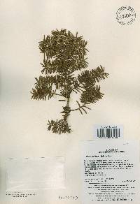 Taxus cuspidata image