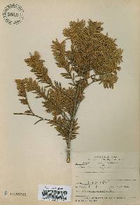 Taxus cuspidata var. nana image