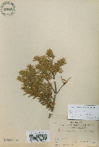 Taxus cuspidata var. nana image